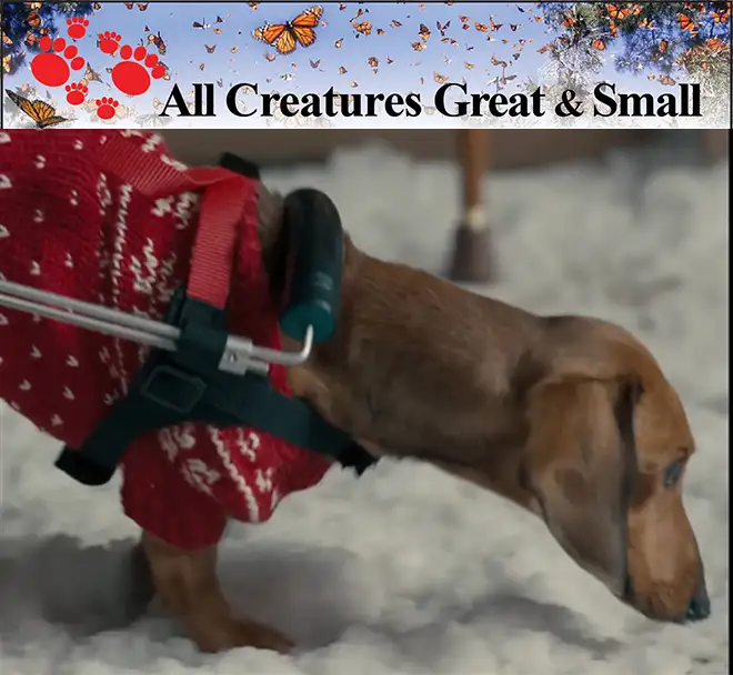 All Creatures Great and small holiday commercial for Montefiore hospital