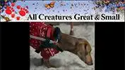 All Creatures Great and small holiday commercial for Montefiore hospital